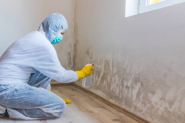 Licensed Commercial Mold Remediation service in Ridgefield, NJ - WQB Mold Removal